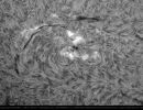 2021/22 entstanden mithilfe des Lunt-Teleskops eine Reihe beeindruckender Sonnenaufnahmen: Hier ein Detail der Sonnenoberfl&auml;che, fotografiert am 25. September 2021